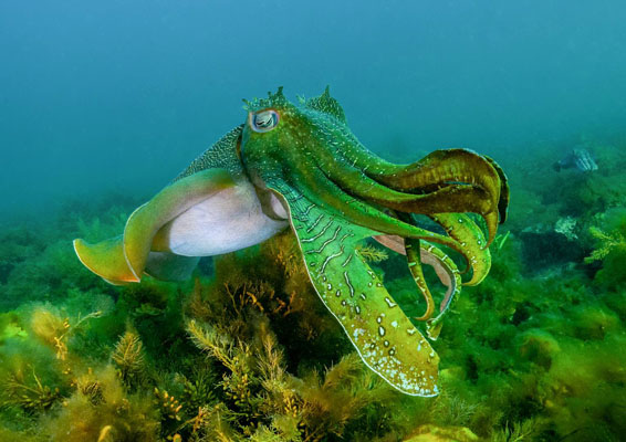 Giant Cuttlefish