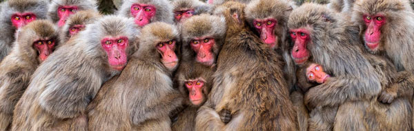 Red Faces