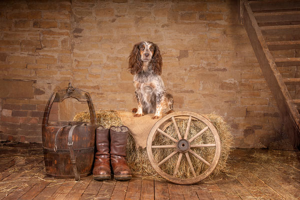 Flossie In The Barn