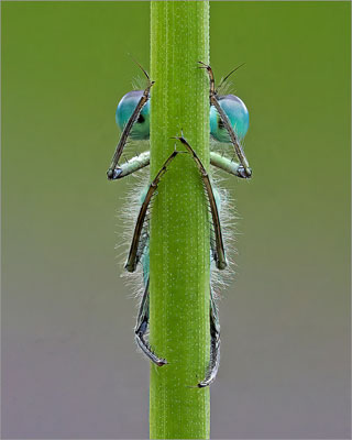 Azure Damselfly