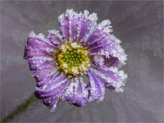 Frosted Floral
