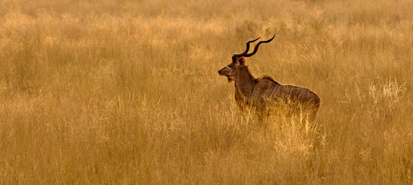 Kudu In The Bush
