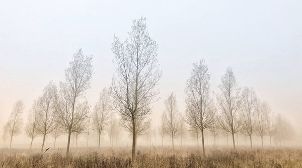 Trees In The Mist