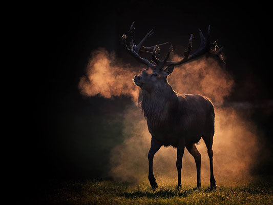 Proud Deer