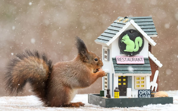 Nut Restaurant