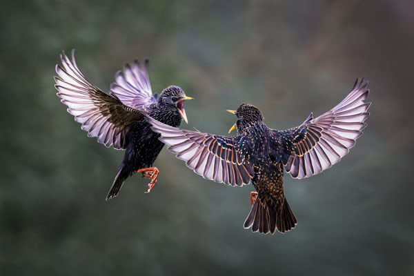 Starling Argument