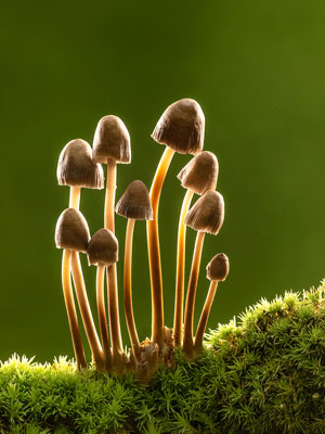 Mycena Inclinata On Moss