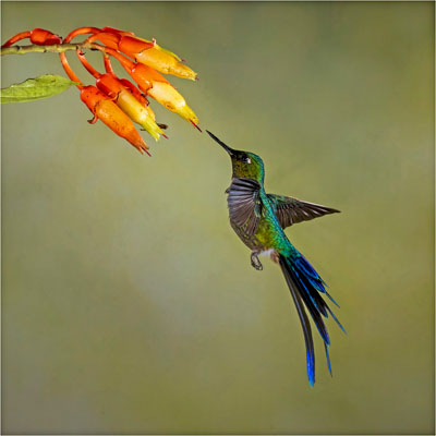 Long-Tailed Sylph