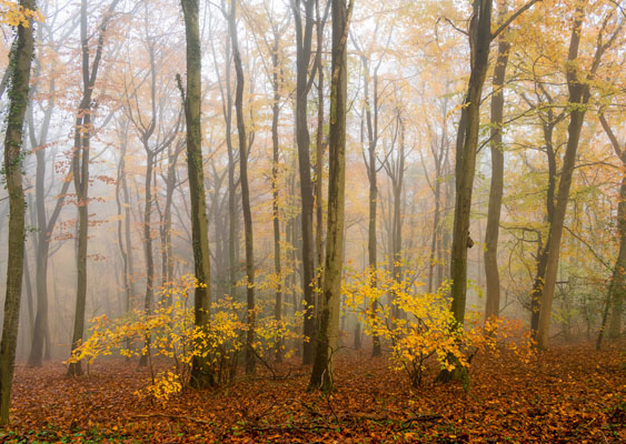 Misty Dingle Wood