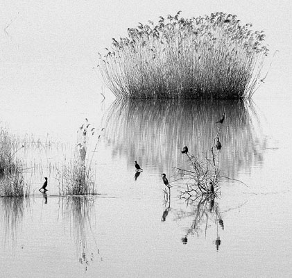 In The Lake Water