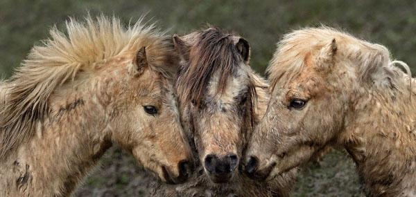 Ponytrio
