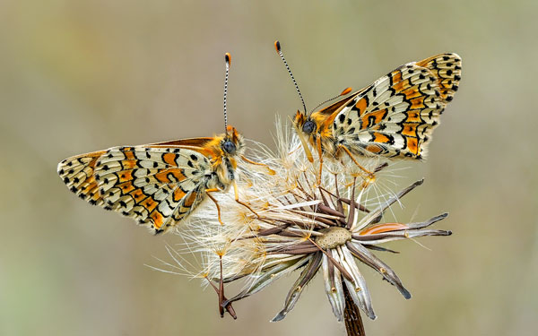 Glanville Fritillaries On Dandelion Seedhead
