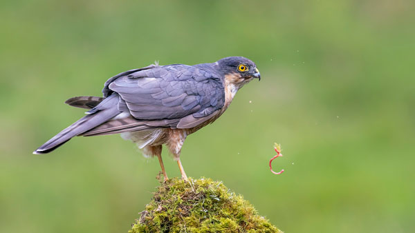 Sparrowhawk