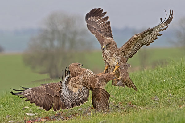 Buzzard Challenge