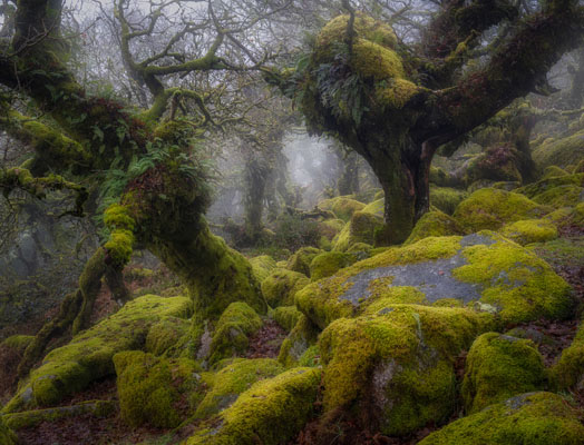 Wistman's Wood