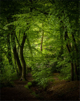 The Wood In Spring