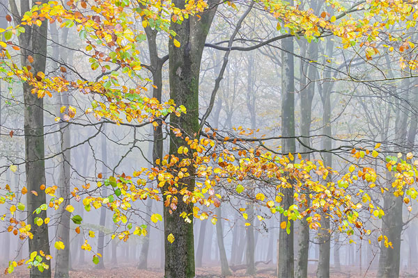 Autumn Hues